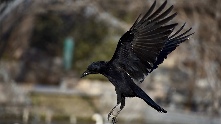 tilt shift focus photography, black, cow, crow, fly, winter, animal, birds, wings, dynamic