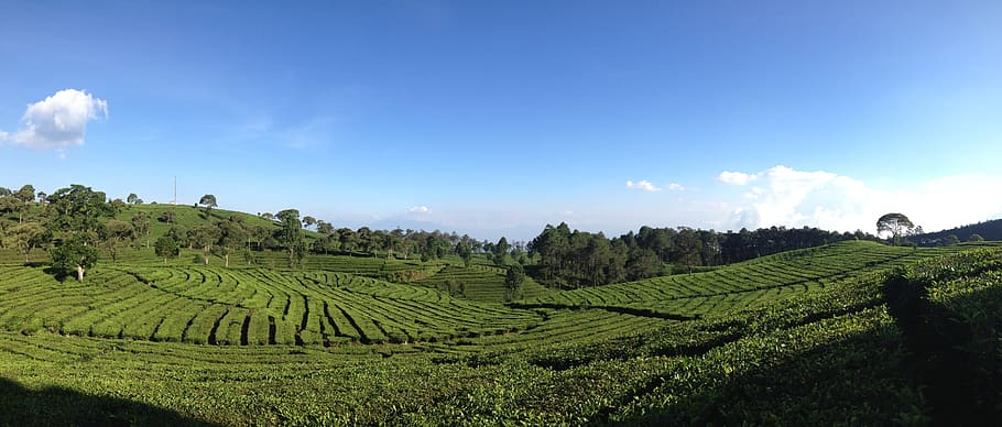 verde, campo de grama, azul, céu, chá, vale, Bandung, Indonésia, vale do chá, agricultura