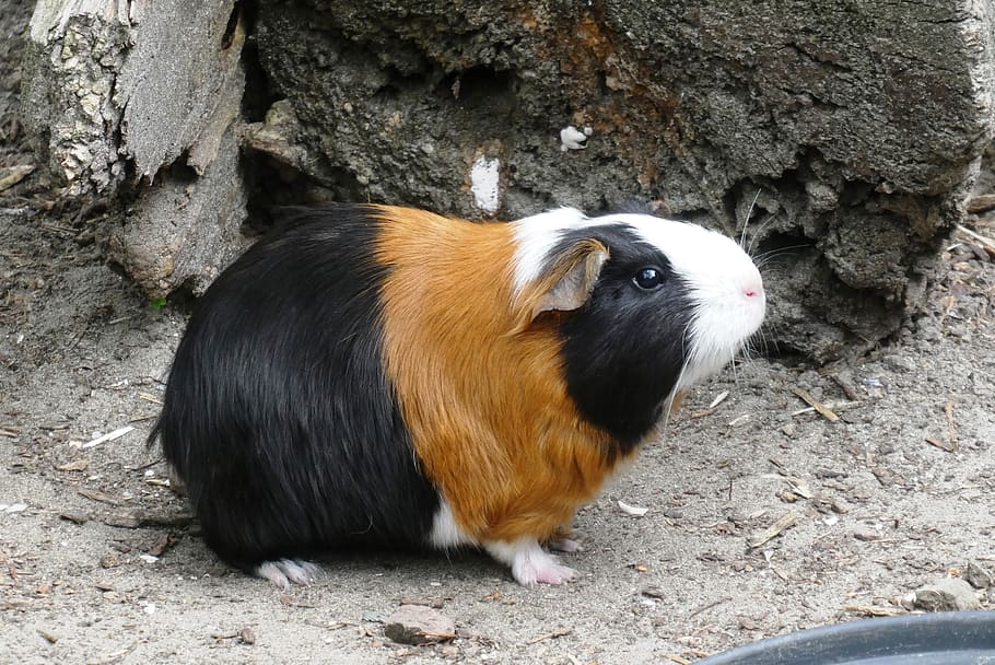 guinea pig, coat, head, animal park, outdoor life, fauna, mammal, muzzle, eyes, nose