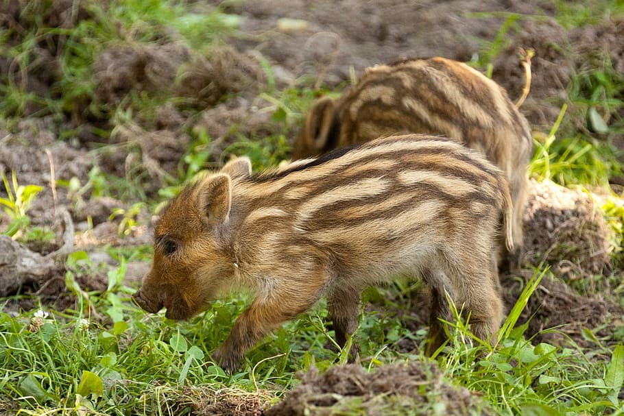 two brown piglets, brown, piglets, animal, baby, boar, cute, fur, grass, hair