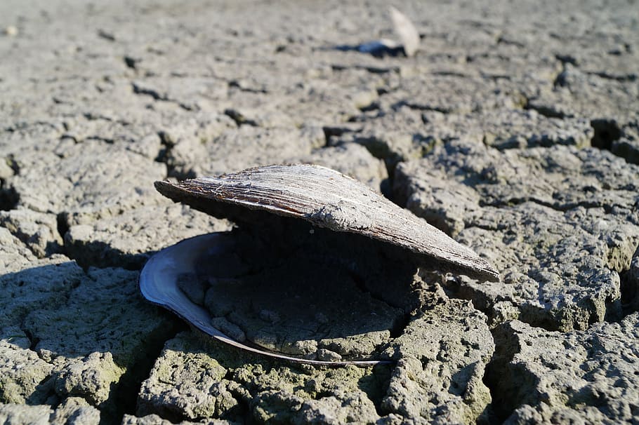gray clam shell, closeup, destruction, desertification, shore, nobody, river, brown, shortages, sand