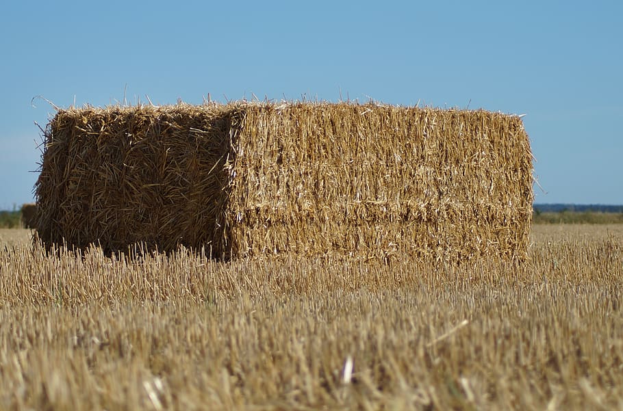 straw bales, square, pressed, straw, agriculture, harvest, hay, field, rural, summer