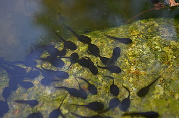 Royalty-free tadpoles photos free download | Pxfuel