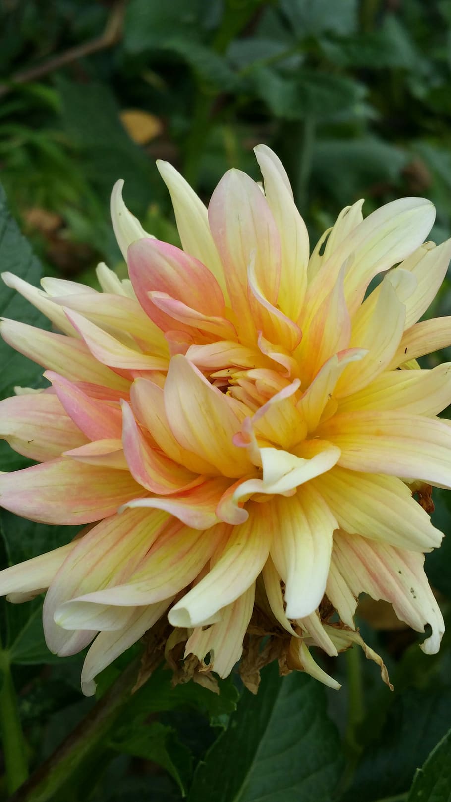 flower, yellow, dahlia, yellow flowers, nature, plant, blossom, floral, color, bright