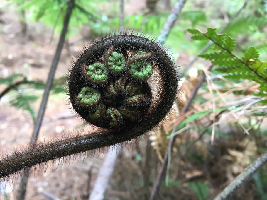 koru, new, fern, nature, green, unfurling, fronds, plant, focus on foreground, close-up