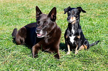 dogs-meadow-friends-grass-royalty-free-thumbnail.jpg