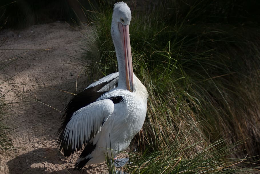 鳥 白 ペリカン 動物のテーマ 脊椎動物 動物 野生動物 動物の野生動物 人なし くちばし Pxfuel