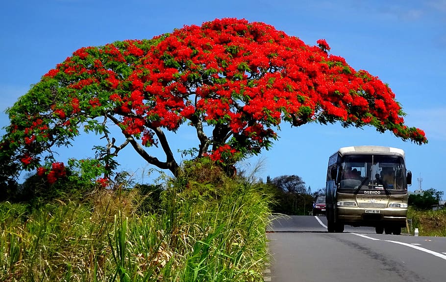 mauritius, vacations, tree, leaves, red, green, blue, sun, exotic, beautiful