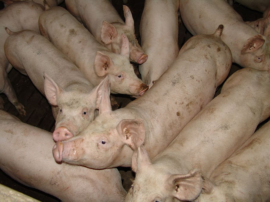 daging babi, hewan, pertanian, babi, babi domestik, moncong, daging, mamalia, binatang menyusui, tema hewan