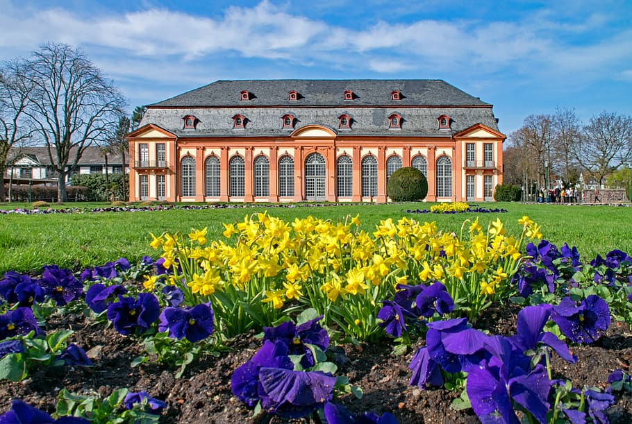 darmstadt, hesse, germany, spring, flowers, orangery, garden, castle, places of interest, flower