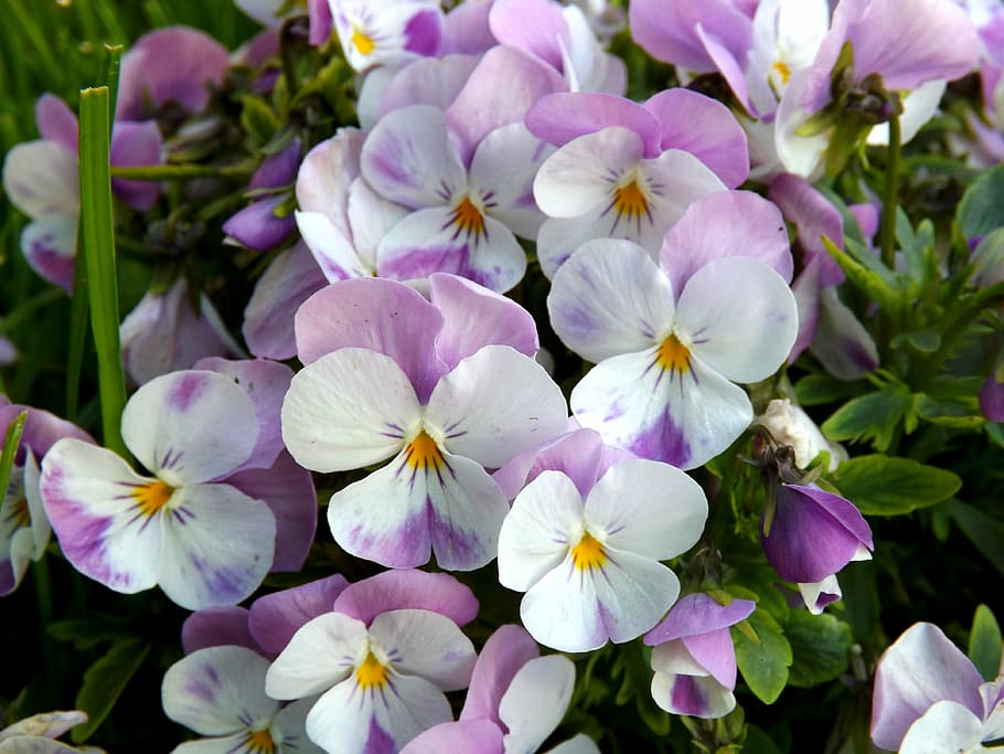 primer plano, foto, púrpura, blanco, flores, pensamiento, flor, mov,  planta, planta floreciendo | Pxfuel