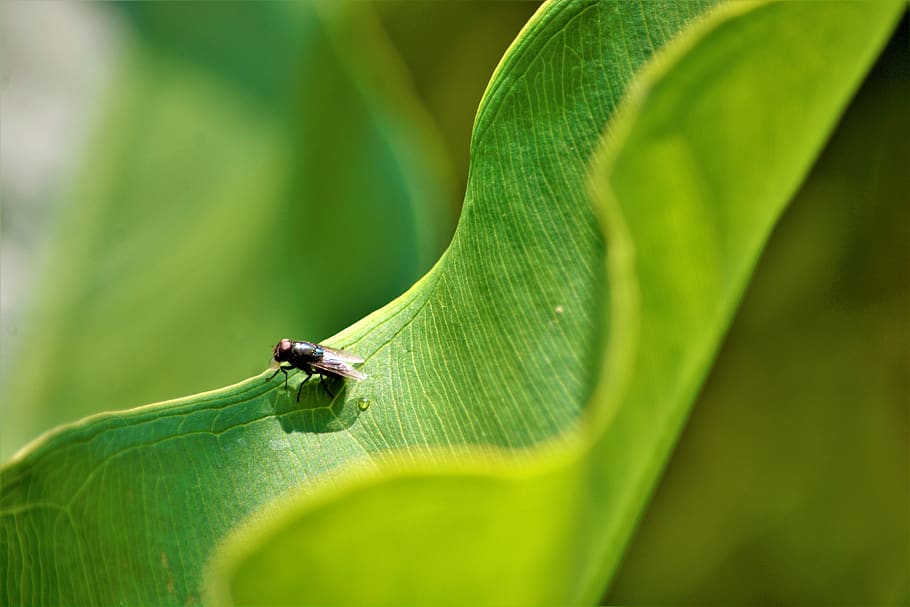 fly, peeing, on plant, unusual, closeup, flower, leaf, green, greenery, wildlife