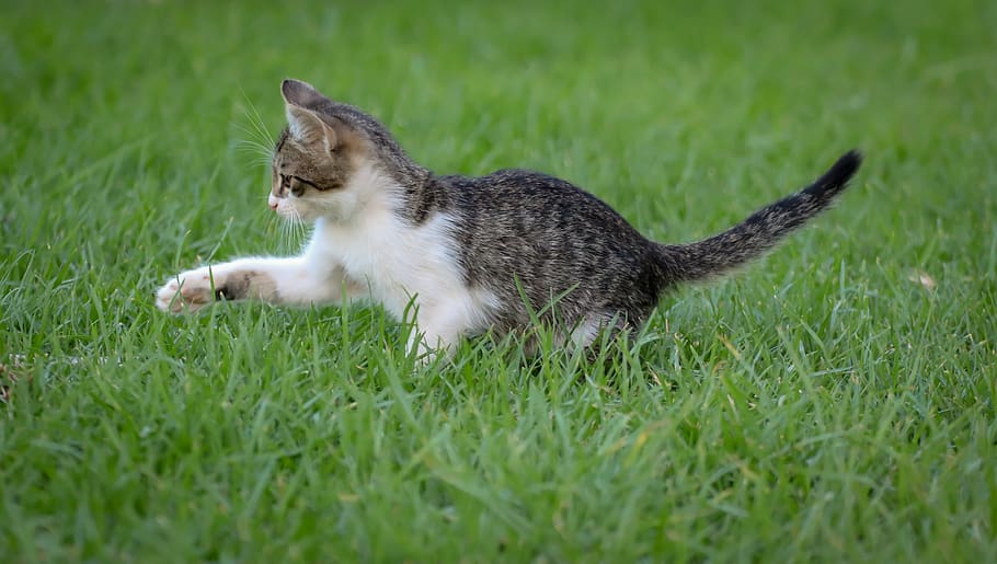 kucing, kecil, bermain, rumput, imut, membelai, anak kucing, muda, alam, ceria