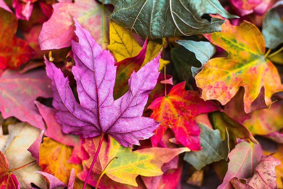 assorted-color maple leaf lot, nature, leaves, stems, veins, bold, colors, fall, plant part, leaf