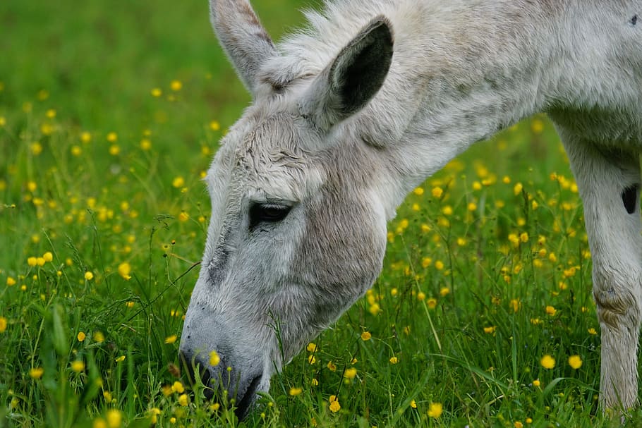 white, pony, eating, grass, donkey, domestic donkey, perissodactyla, africa, on pasture, last animal