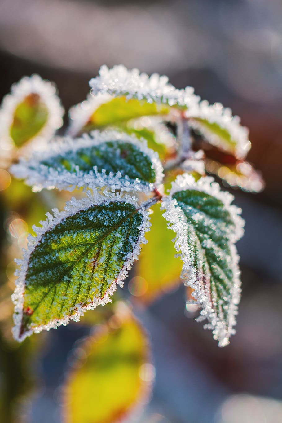 leaf, tree leaf, winter, nature, frost, cold, frozen, snow, leaf veins, close-up