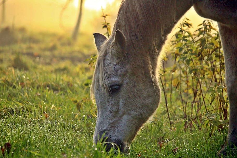 close-up photo, brown, white, horse, eating, grass, mold, fog, thoroughbred arabian, pasture