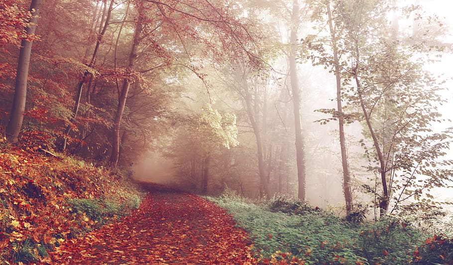 path, trail, forest, woods, trees, leaves, autumn, fall, fog, foggy