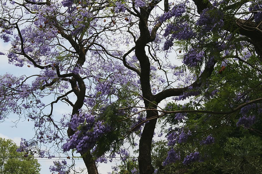 tree, jakaranda, curvy, winding branches, flowers, purple, clusters, trumpet shaped, sky, plant