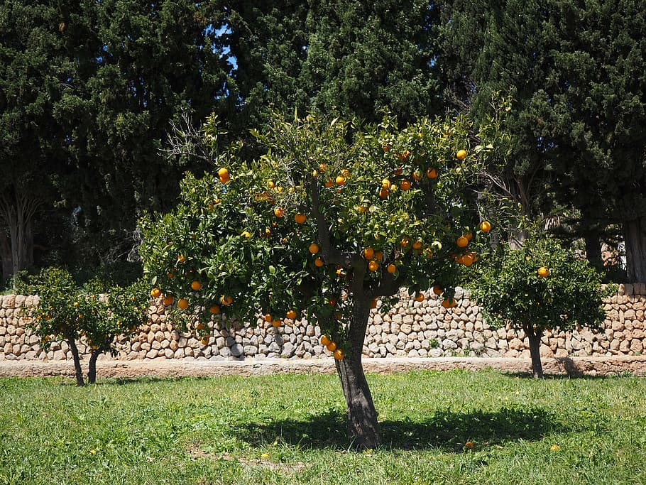 orange tree, orange grove, plantation, orangengargen, orange baumgarten, oranges, log, tribe, orange tree trunk, fruit
