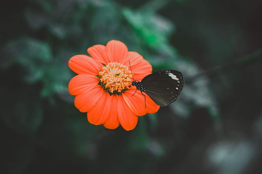 orange, flower, petal, bloom, butterfly, insect, nature, flowering plant, beauty in nature, fragility