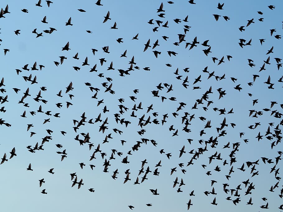 low, angle photo, silhouette, flock, birds, flying, blue, sky, swarm, flock of birds