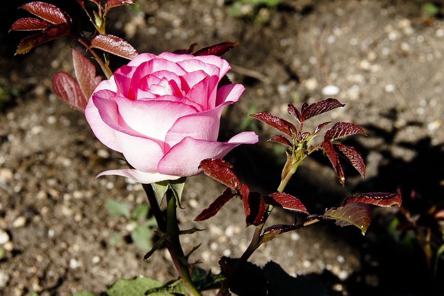 rosa, rosa rosa, pétalos, brillante, una rosa, naturaleza, flores delicadas,  rosa tierna, rosas, rosas rosadas | Pxfuel
