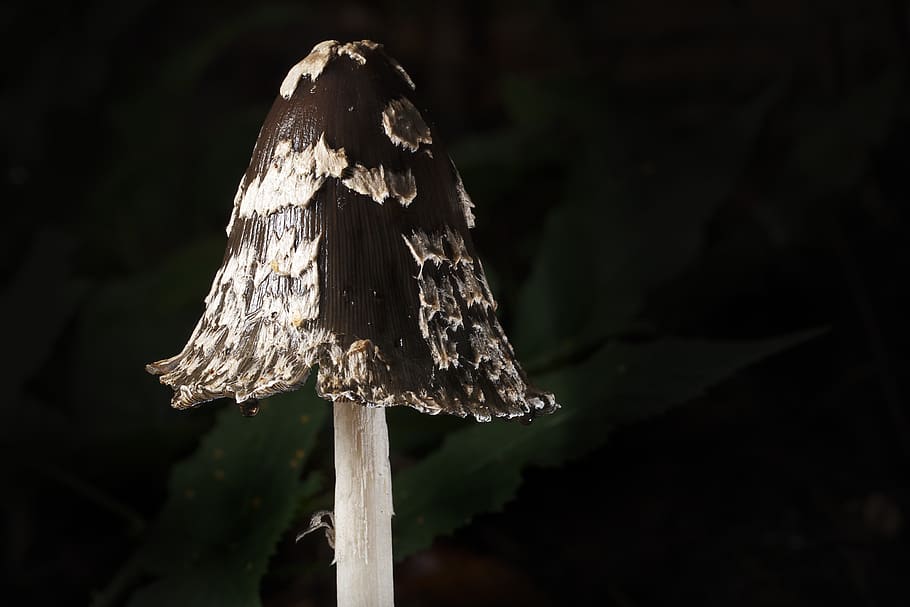 comatus, mushroom, autumn, nature, scale, close up, close-up, focus on foreground, fungus, plant