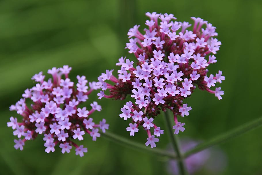 umbel, bunga, violet, thyme, alam, ungu, tanaman, musim panas, close-up, tanaman berbunga