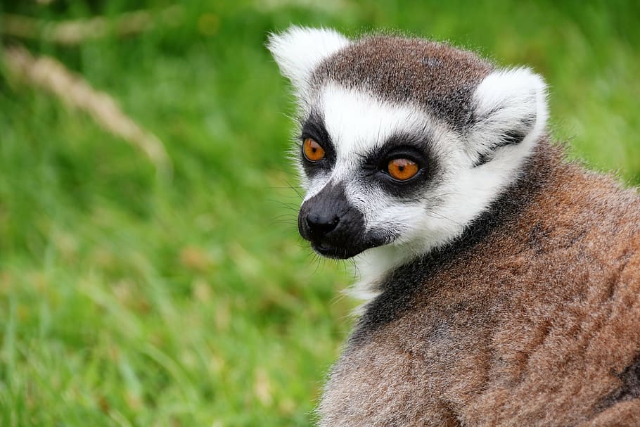 キツネザル サル マダガスカル 動物 哺乳動物 霊長類 野生動物 ワオキツネザル 肖像画 動物のテーマ Pxfuel