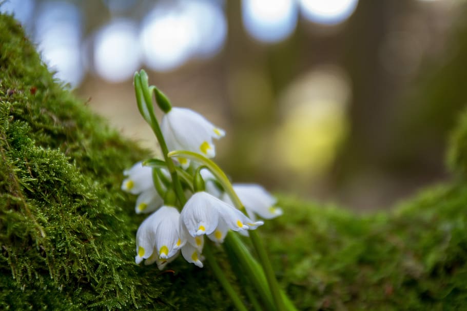 closeup, white, 5-petaled, 5- petaled flowers, flower, snowdrop, nature, plant, tree, harbinger of spring