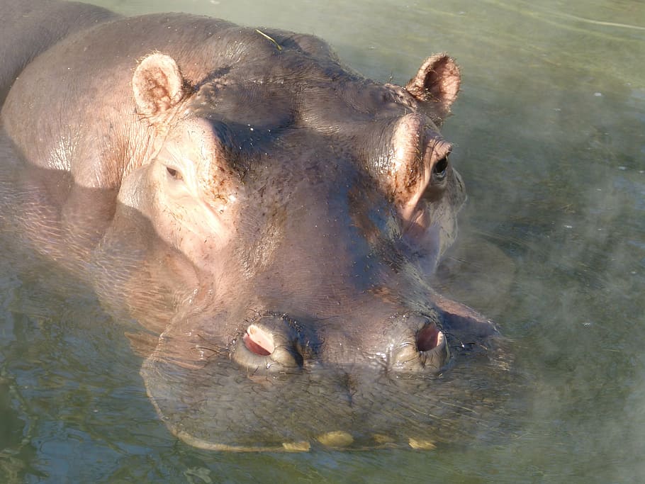 hippopotamus, submerged, water, mammal, hard, large, massive, eye, animal themes, animal