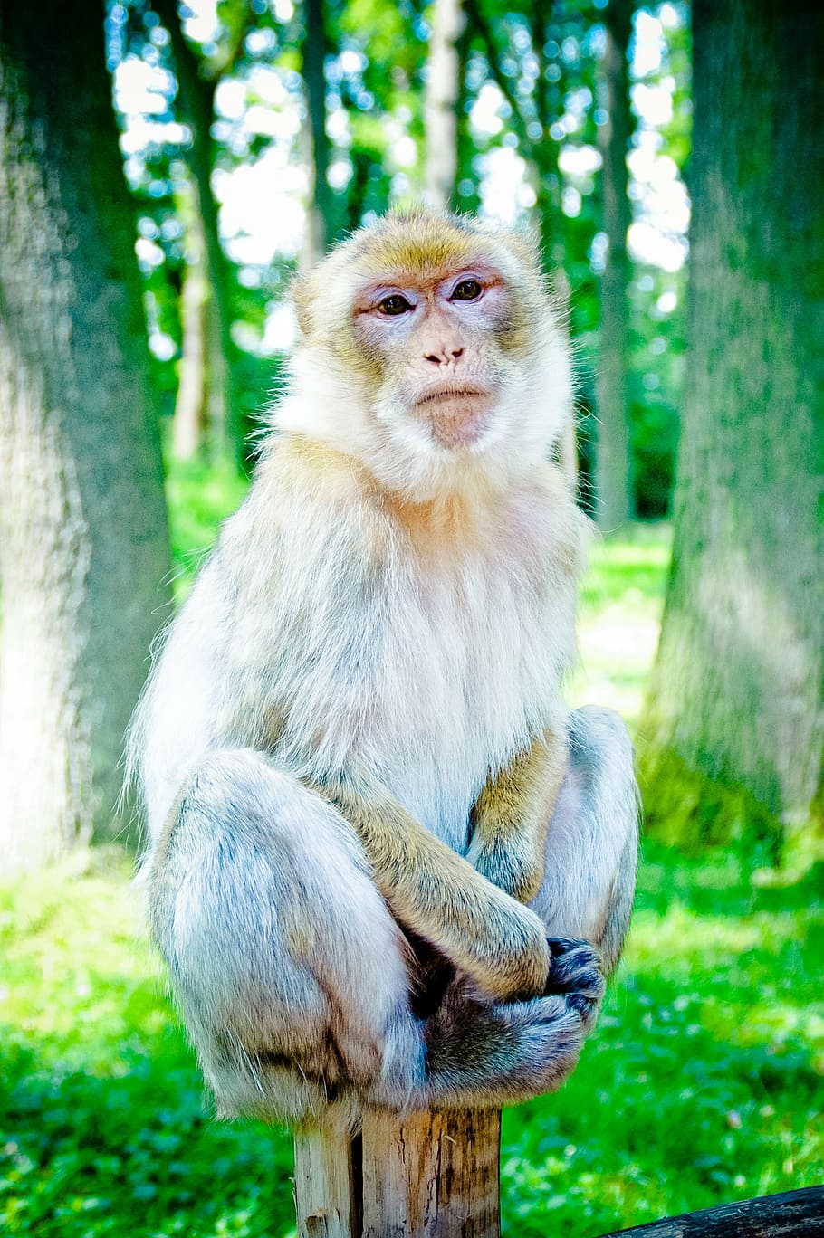 barbary ape, mahogany, makake, macaque species, monkey, old world monkey relatives, primate, animal, zoo, äffchen