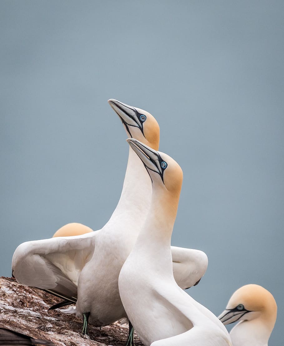 northern gannet, boobies, morus bassanus, pelecaniformes, bird, nature, animal world, waters, sky, close up