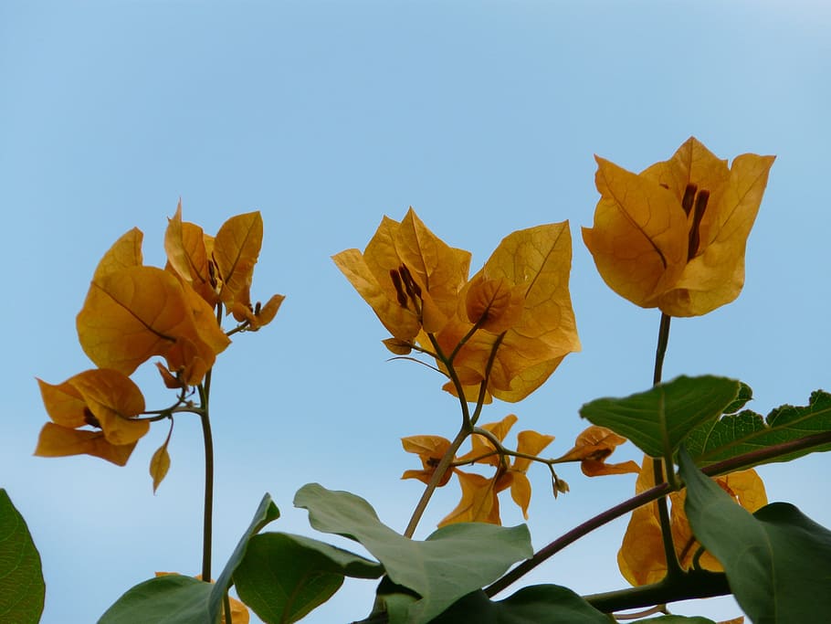 ブーゲンビリア, 花序, 黄色, オレンジ, 花, ブーゲンビル, トリプルフラワー, 4時の植物, nyctaginaceae, 素晴らしさ