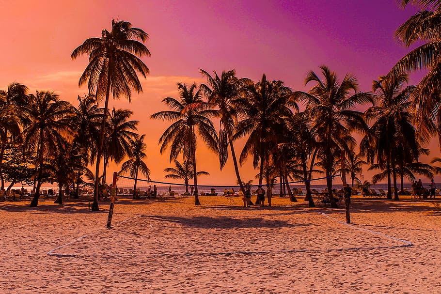 gray, coconut trees, volleyball, net, caribbean, beach, sunset, holiday, sea, palm trees