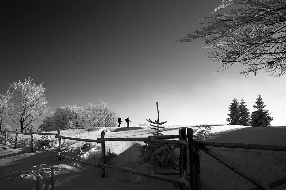 grayscale photo, two, persons, walking, snow, covered, ground, fence, winter, trees