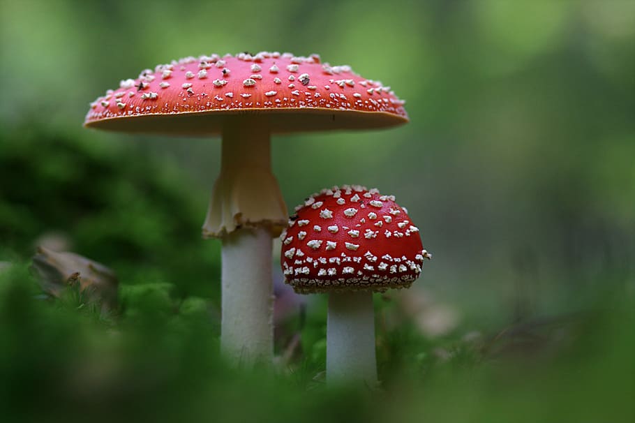 two, red, white, mushrooms, fly agaric, mushroom, autumn, amanita muscaria, fungus, poisonous