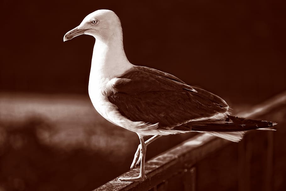 selective, focus photo, ring-billed gull perching, wall, seagull, gull, bird, seabird, animal, wildlife
