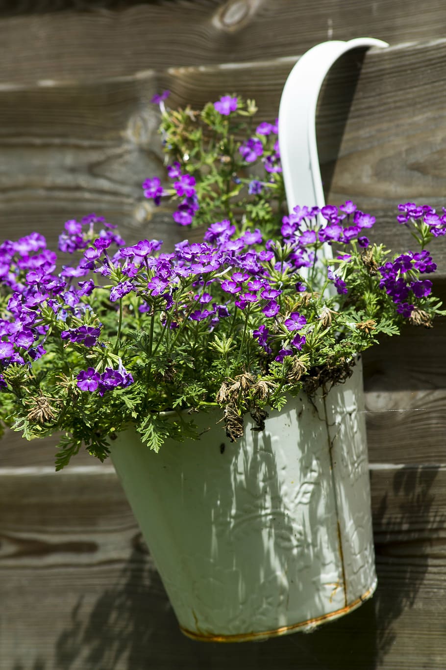 purple, petaled flowers, bucket, hang, wall, plant, plants, flower, nature, bloom