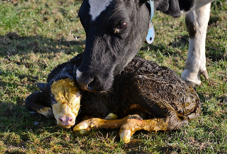 little calf, newborn, cow, water, lick, maternal love, pasture, mammal, herkauwer, calf