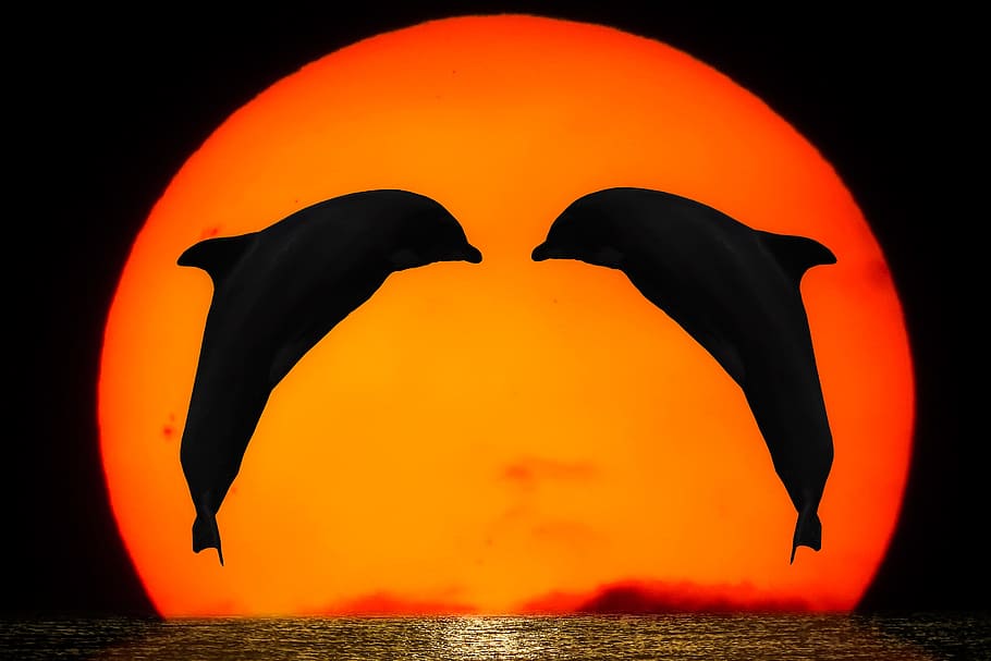 イルカの壁紙 感情 自然 動物 イルカ 太陽 日没 海 海の動物 ジャンプ Pxfuel