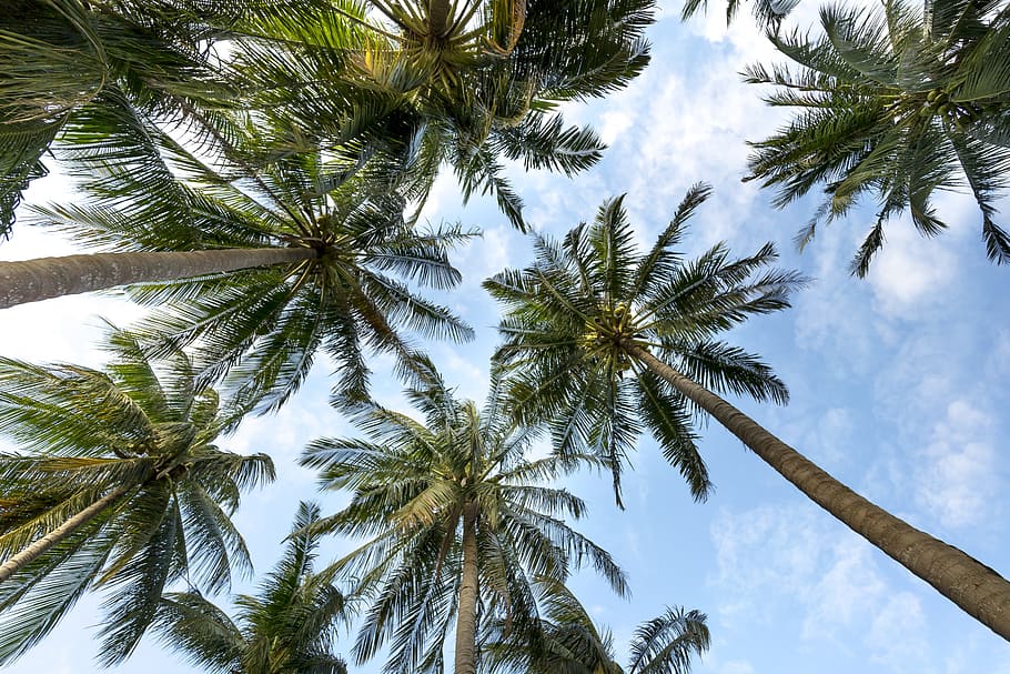 낮은, 각도 사진, 코코넛 나무, 연안, 구름, 태양, 손바닥, 하늘, 푸른, 나무