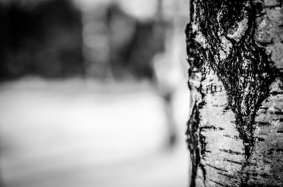 grayscale photo, tree trunk, selective, focus photography, winter, snow, tree, nature, birch, focus on foreground