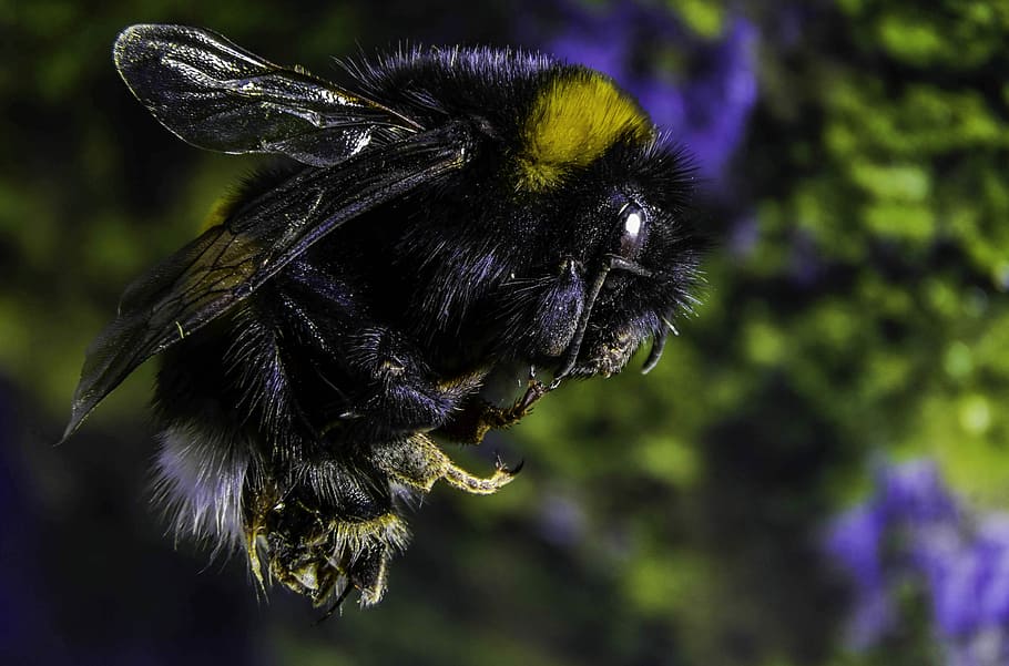 Bumble-Bee, Serangga, Makro, Alam, studio, lipat, detail, satu hewan, tema hewan, ungu