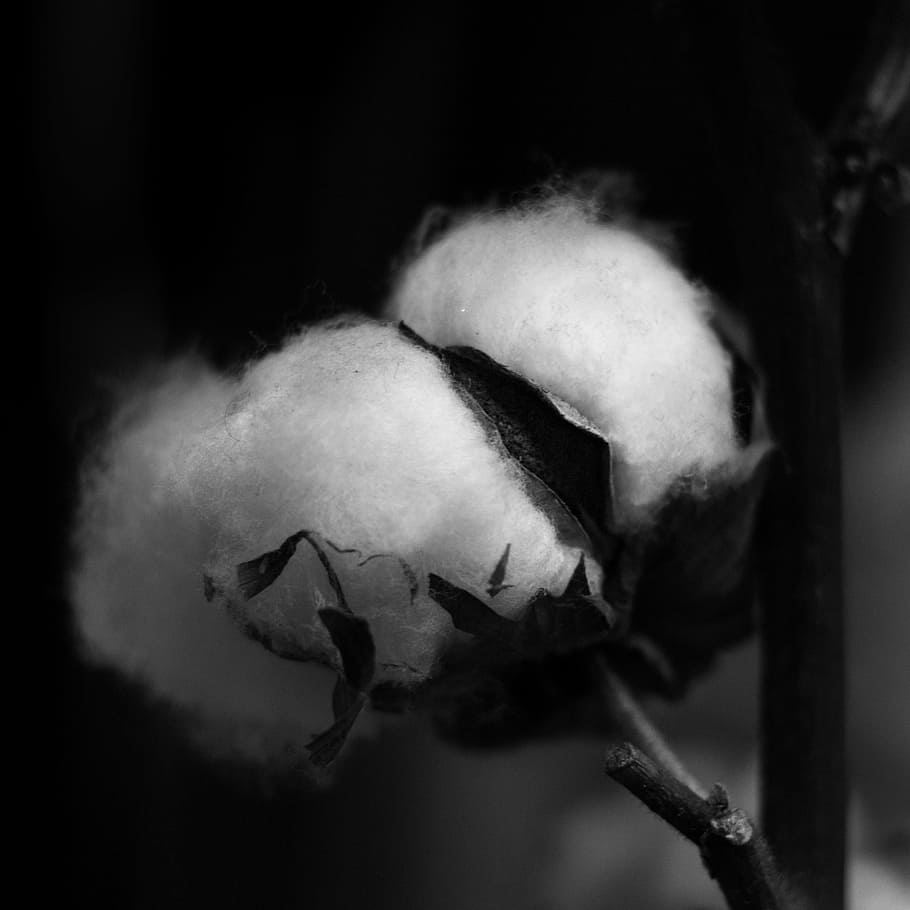 cotton, plant, capsule, soft, black and white, engine, nature, woolly, flowers, white
