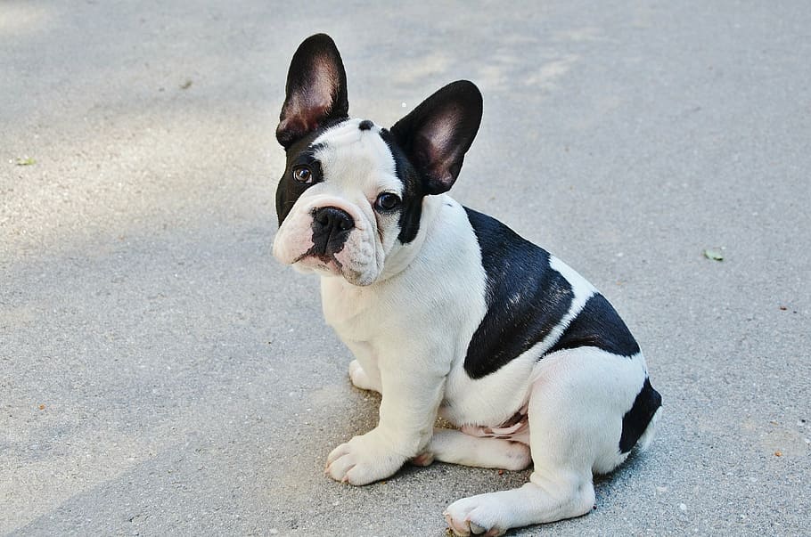 black, white, boston terrier puppy, focus photo, dog, puppy, pet, animals, bulldog, puff