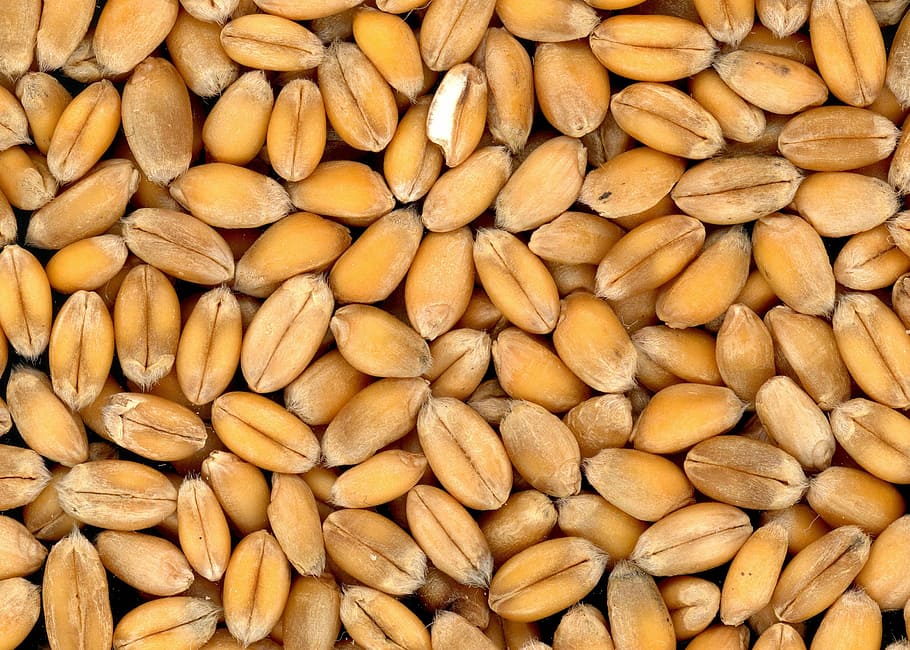 tumpukan kacang tanah, makanan, biji-bijian, roti gandum, sereal, tanaman, makan, full frame, makanan dan minuman, latar belakang