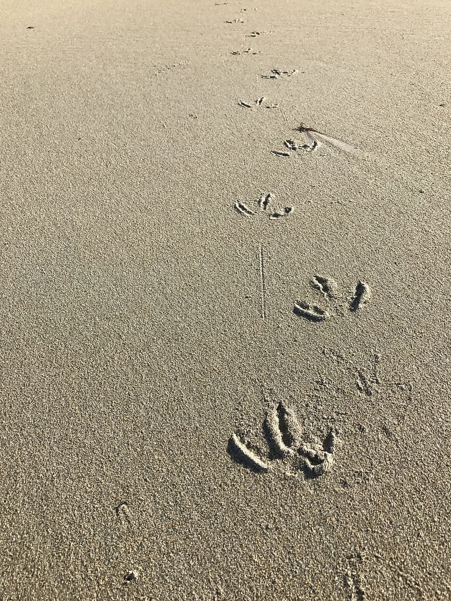 sand, sea, borrows, bird, paw, fingers, soil, texture, summer, nature