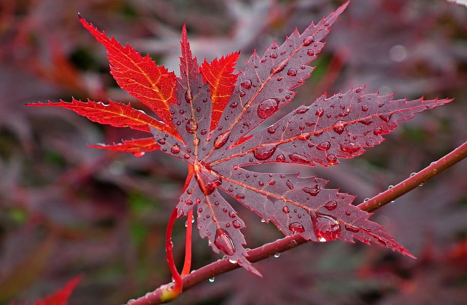 japanese maple, leaf, spring, nature, maple leaf, sprig, closeup, droplets, red, plant